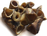 313035827826 Connoisseur Single Ingredient Dog Bones Made In Usa