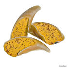 405643 Redbarn Filled Cow Hooves