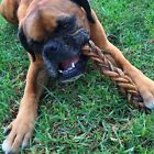 85472 Braided Bully Stick Dogs