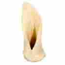 007685 90221 Best Buy Bones Puffed Lamb Ear Dog Treat 6 Inch Pack Of 50 739598902211