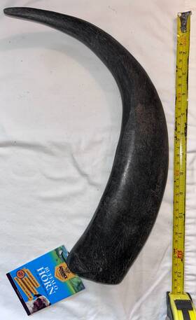 Advance Pet Product 742853071034 Large Buffalo Horn 100% All Natural