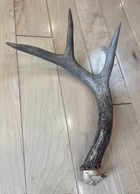 Big Dog Antler Chews 616878906094 - Whitetail Deer Chew 12 Inches Long