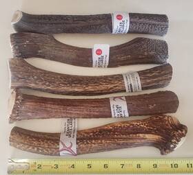 Bones & Chews 192268146832 Lot Of 5 Xl Split Elk Antler Premium Dog Chew 10 Inch Usa Extra Large