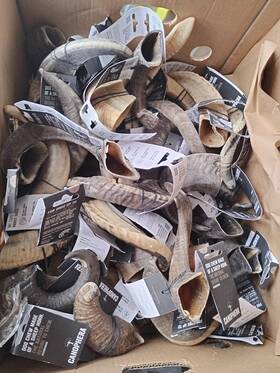 7908 Canophera Natural Sheep Horn Chew Treat All Dog Breeds Up To 20 Lbs 5 Each Lot