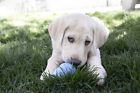 Dtk61161 Dog Toy Kong Chew 600162461161