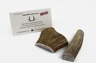 Jim-2654 Jimhodgesdogtraining Grade A Antler 852678841382