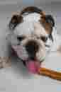 K9corp Bulk Packaging Pictured Himalayan Dog Chews 10 Pcs Fresh Chew Med Treat