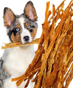 Lively Tails 065008660064 Turkey Tendons For Dogs Made In Usa With 100% And No Glycerin Healthy