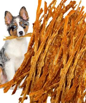 Lively Tails 065008660118 Turkey Tendon Strips Made In Usa With 100% And No Glycerin Healthy Je