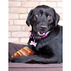 Pig-ears-10-pack Downtown Pet Supply Natural Jumbo Pig Ears Fda 713382415682