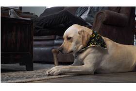 Ppzx6437 Purepet 8 Inch Larger Wood Scented Femur Bone Shaped Dental Health Chew Gentle On Tummy