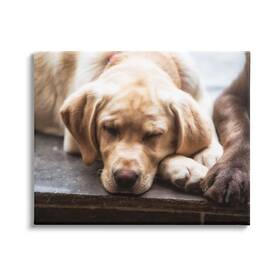 Stupell Industries 197081129406 Sweet Sleeping Dogs Resting Paws Animal Photography Canvas Wall Art Design B
