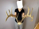 Big Real Whitetail Deer Antlers Set Wild Idaho Horns Mount Skull 5X7. 162 +. Fixed Price $399.99.
