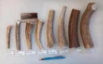 Antler Chews For Dogs / Elk Deer Treats - Pick Your Size Options. Fixed Price $7.50.