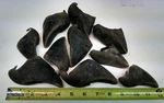 10 Elk Wapiti Hooves Toes Dews Dog Chews Treats Gnaws Antler. Fixed Price $20.00.
