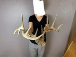 Big Real Whitetail Deer Antlers Set Wild Idaho Horns Mount Skull 5X6. Fixed Price $199.99.