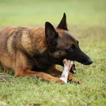 Tikaton Durable Nylon Stick Dog Toys For Aggressive Chewers 10 Styles. Fixed Price $11.02.