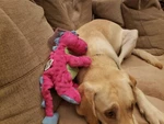 Godog Dragons Large Pink Chew Guard Squeaker Plush Toy 770972. Fixed Price $18.99.