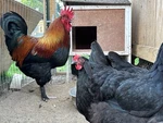 12 French Black Maran 100% Pure Breed Quality Chicken. Fixed Price $175.00.