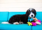 Multipet Loofa Dog Squeaker Plush Cuddle Toy.. Fixed Price $9.89.