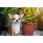 Chihuahua Dog Statue Fawn Brown Indoor Outdoor 10. Fixed Price $72.50.