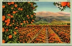 Golden Oranges And Snow On Baldy California Linen Postcard 2986. Fixed Price $9.99.