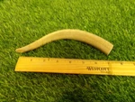 Solid 6"- 7" Whitetail Deer Antler Dog Chew What You See Is Get! 05. Fixed Price $7.49.
