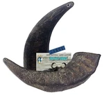 2 Pack Of Buffalo Hornz Large Long Lasting 100% Natural Water Do.... Fixed Price $23.99.