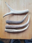 Great Large Elk Points *dog Chews* Sized Antlers Only. Fixed Price $18.00.