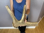 Huge Jumbo Whole Elk Antler Dog Chew Sale Select Massive! Colossal Big 17. Fixed Price $89.99.