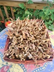 Organic Pasture Raised Dehydrated Chicken Feet Dog Treats Grown In Western Mass. Fixed Price $75.99.
