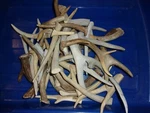 1.5 Lbs Deer Shed Antler Small Dog Chew Bones Arts Crafts. Fixed Price $29.95.