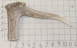 1 Elk Antler Crown Walking Cane Top Handle Crafts Dog Chew Treat. Fixed Price $30.00.