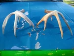 2 Big Wild Iowa Consecutive Whitetail Deer Antlers Sheds. Fixed Price $28.00.