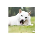 Stuffed Cheese 6 Inch Shin Dog Bones Nutritious Delicious Refillable Dental Chew. Fixed Price $33.89.
