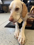 Xl Elk Antler Split Dog Chews Treats Bones Natural Organic Untreated 1PACK. Fixed Price $29.95.
