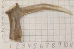 #1 Elk Antler Crown Walking Cane Top Handle Crafts Dog Chew Treat. Fixed Price $36.00.