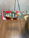 New Kong Shieldz Wild Fish Floating Easy Grip Training 11" Dog Fetch Toy. Fixed Price $14.99.