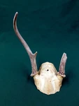 Little Whitetail Deer Antler Rack Crafts, Dog Chews, Great Decoration Joke. Fixed Price $9.73.