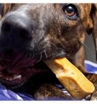 Ecokind Yak Cheese Dog Chews 1 Stick - 5 Oz. Healthy Treats, Odorless.... Fixed Price $14.99.