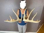 Two Big Whitetail Deer Antlers Sheds Horns Rustic Decor Rattle Rattling Set Huge. Fixed Price $229.99.