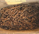 Braided Bully Sticks For Dogs - 6 Inch, 10 Pack, All Natural, Low Odor. Fixed Price $20.00.