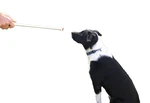 Pet Treat Training Grabbers-dog Dispenser-lure Stick- 2 Pair Set. Fixed Price $12.95.