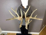 Two Big 6PT Whitetail Deer Antlers Sheds Horns Decor Rattling Set Rattle Huge. Fixed Price $239.99.