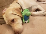 Godog Dragons Grunter Green Small Chew Guard Squeaker Plush Toy 773030. Fixed Price $14.99.