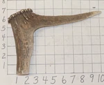 #1 Elk Antler Crown Walking Cane Top Handle Crafts Dog Chew Treat. Fixed Price $33.00.