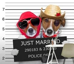 3D Pet Dog Photos A12148 Animal Wallpaper Mural Self-adhesive Removable Amy. Fixed Price $107.50.