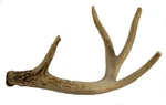 Whitetail Deer Antler Dog Chew, Medium, 8-13", Natural Long-lasting Treat. Fixed Price $50.60.