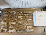 9 Pounds Real Medium Whitetail Deer Antler Chews For Sized Dogs #008. Fixed Price $99.00.