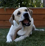 Prairie Dog Deer Antler Chew Naturally Shed Hand Harvested America 8-9 Inches. Fixed Price $17.95.